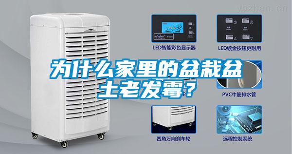 為什么家里的盆栽盆土老發(fā)霉？