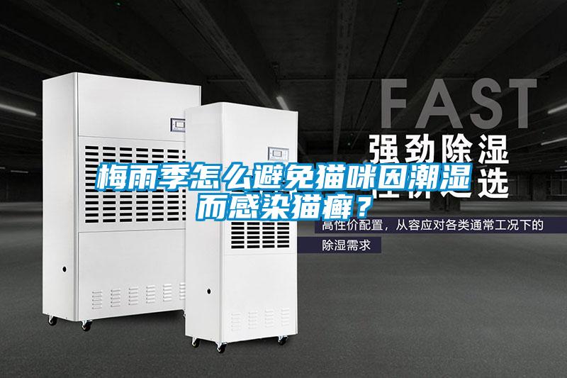 梅雨季怎么避免貓咪因潮濕而感染貓癬？