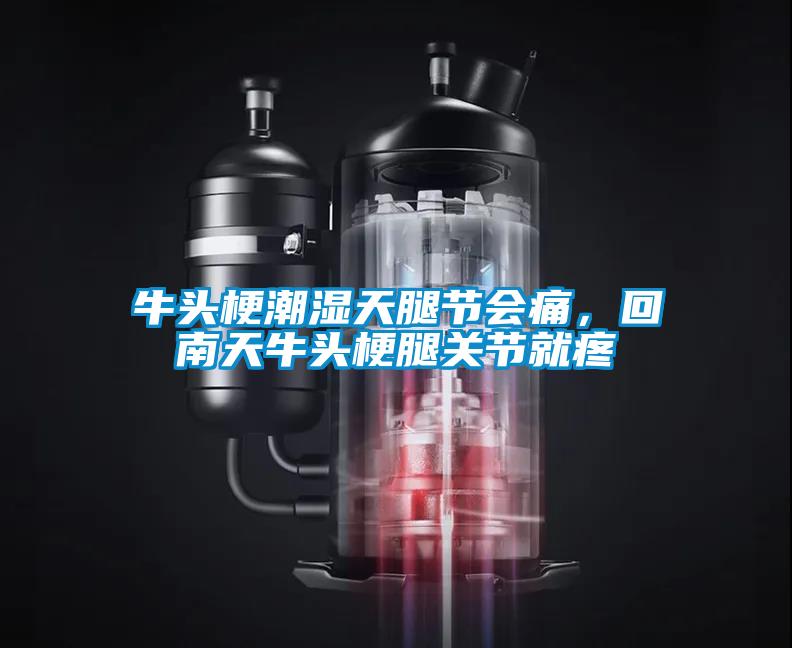 牛頭梗潮濕天腿節會痛，回南天牛頭梗腿關節就疼